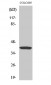 Ref-1 Polyclonal Antibody